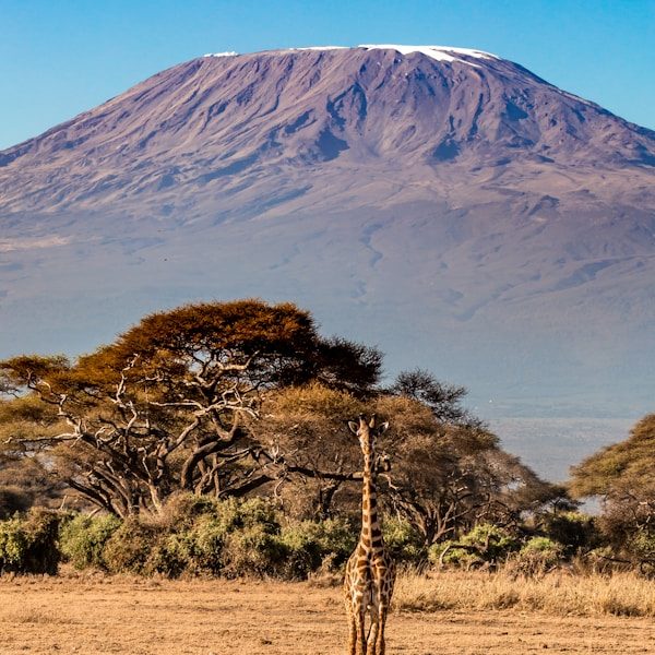 Giraffe with mountain background