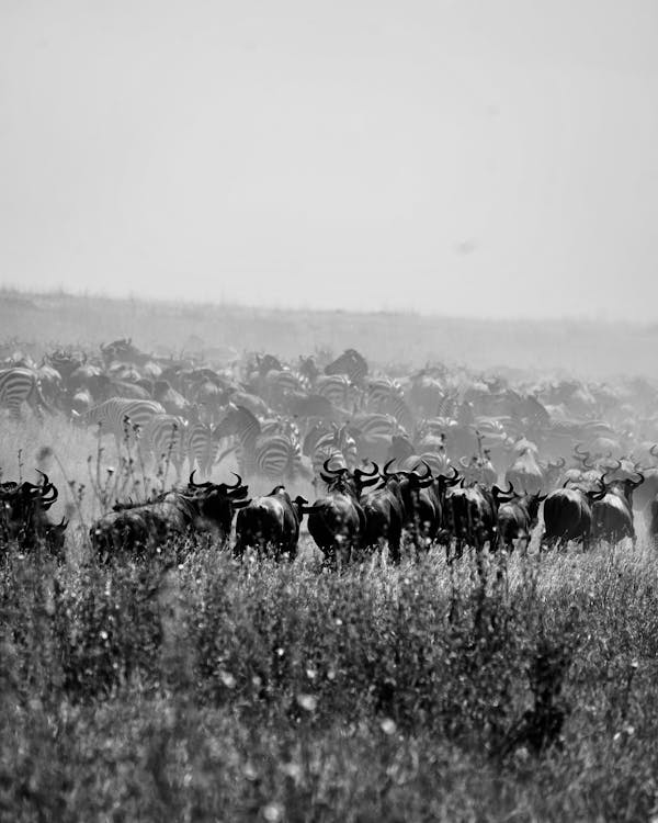 Serengeti